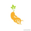 Ginseng plant. Vector illustration